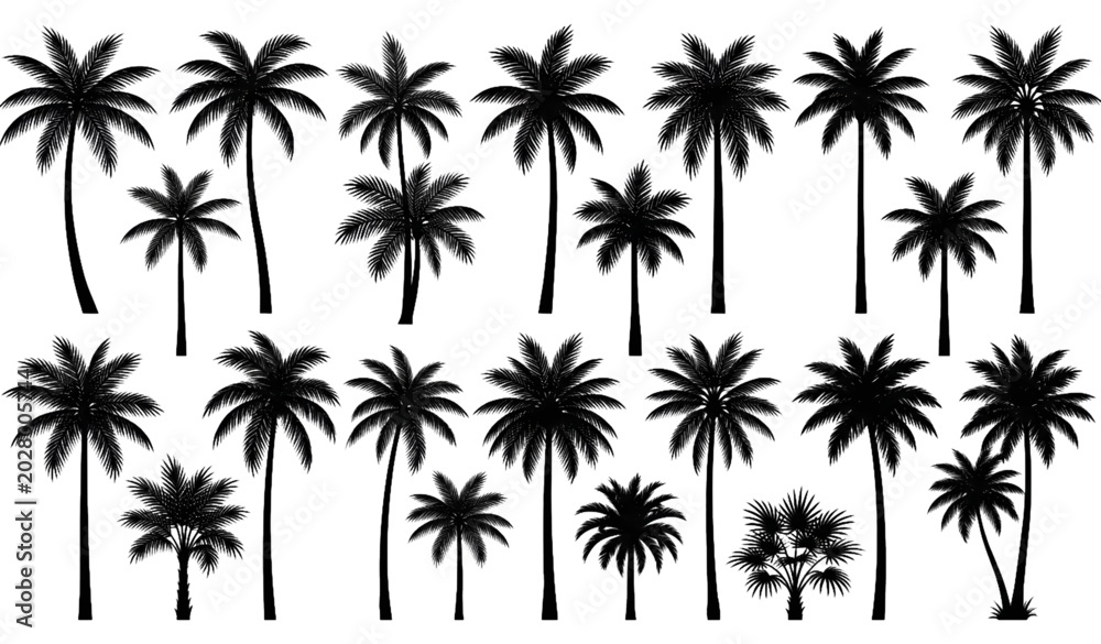 Fototapeta premium Highly detailed tropical palm tree silhouette vector pack with editable layered design