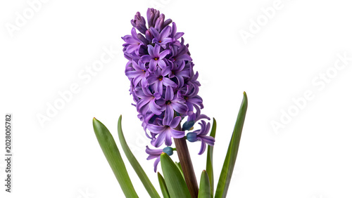 фотографія A beautiful blooming purple hyacinth flower blossom showing detailed petals gree
