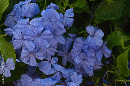 Tableau sur toile Beautiful cluster of blooming blue plumbago flowers with fresh morning water droplets on petals