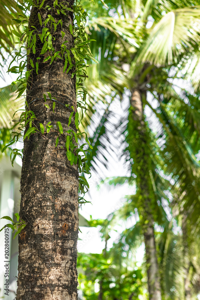 Fototapeta premium Palm tree trunk with green climbing plants against tropical fronds