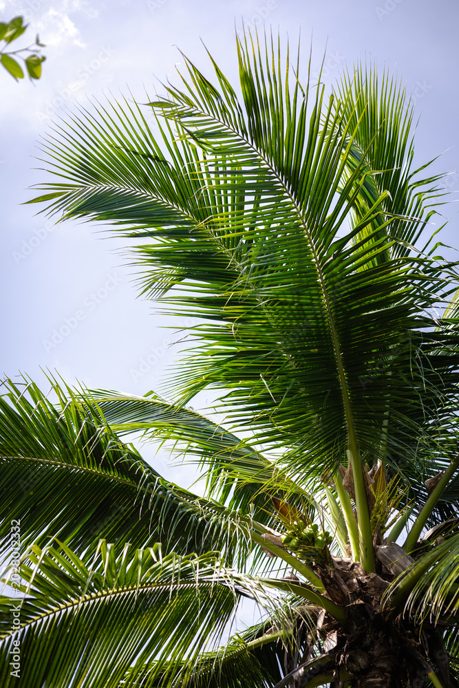 Naklejka premium Green palm fronds swaying against a bright blue sky