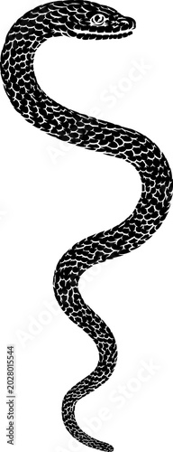 Snake coiled serpent, origi...