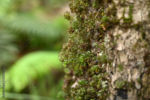 Macro View a Delicate Green Moss