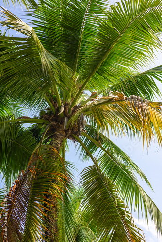 High Coconut Palm Tree with Green Fruits Against Blue Sky