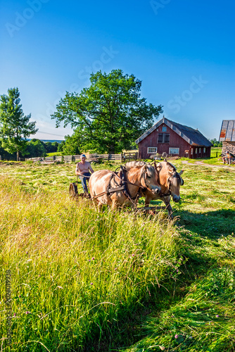 Bild auf Leinwand Horse‑drawn haymaking in the countryside a sunny summer day