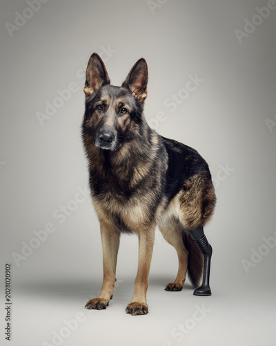 Dog with a prosthetic leg stands on a gray background showing resilience and strength during its rehabilitation journey after losing a limb