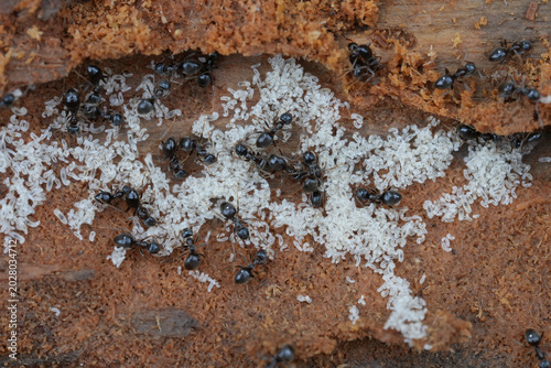 Schilderij op canvas Colony of small Lasius fuliginosus ants protect their white eggs and larvae with