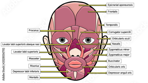 Photos Human Facial Muscles Anatomy Illustration, Labeled Vector