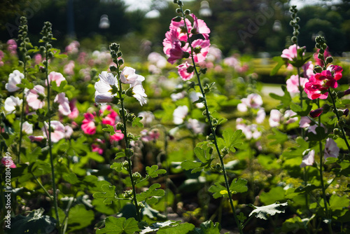 A close-up view of hollyhock flowers in a green park.