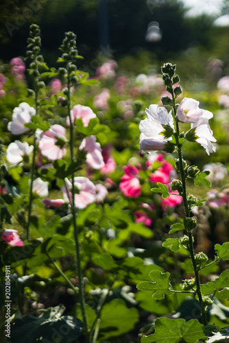A close-up view of hollyhock flowers in a green park.