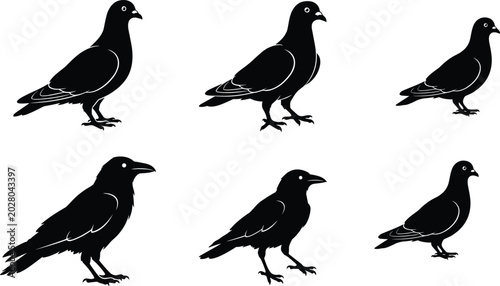 Photography Bird Silhouette Collection Featuring Pigeon and Crow Profiles, Flying Wildlife C