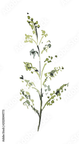 Botanical plants, grass, eco, watercolor illustration