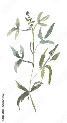 Botanical plants, grass, eco, watercolor illustration