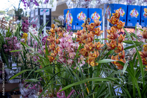 Photos Vibrant Cymbidium Orchid Display at Commercial Flower Market with Wholesale Pack