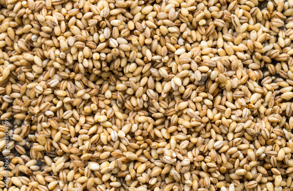 Fototapeta premium Closeup of barley grains forming a full frame cereal background