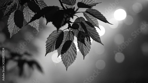 Black and white close up of a branch with leaves gently swaying in the wind, with bokeh background