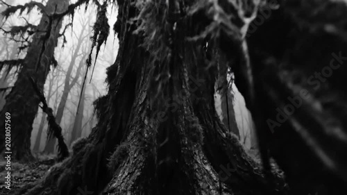 Low-angle view of mysterious mossy trees in a foggy forest, a surreal and moody landscape in monochrome