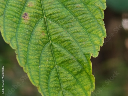Leaf hairs (trichomes) are fine hairs or scales on the epidermis of leaves that primarily function as a defense system. These organs protect plants from direct sunlight, reduce excessive water evapora