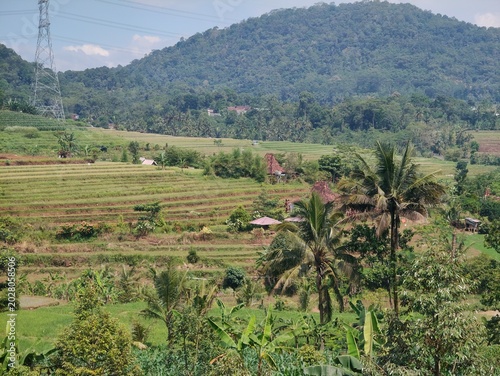 Intercropping is a system of growing two or more different crops simultaneously on the same plot of land. This method is highly advantageous because it maximizes space utilization,