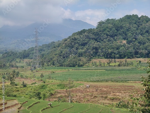 Intercropping is a system of growing two or more different crops simultaneously on the same plot of land. This method is highly advantageous because it maximizes space utilization,