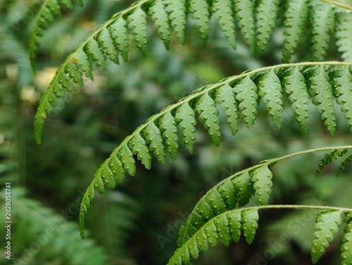 Ferns (Pteridophyta) function as a source of nutrient-rich food, herbal medicine ingredients, ornamental plants that beautify rooms, and natural fertilizers that enrich agricultural land.