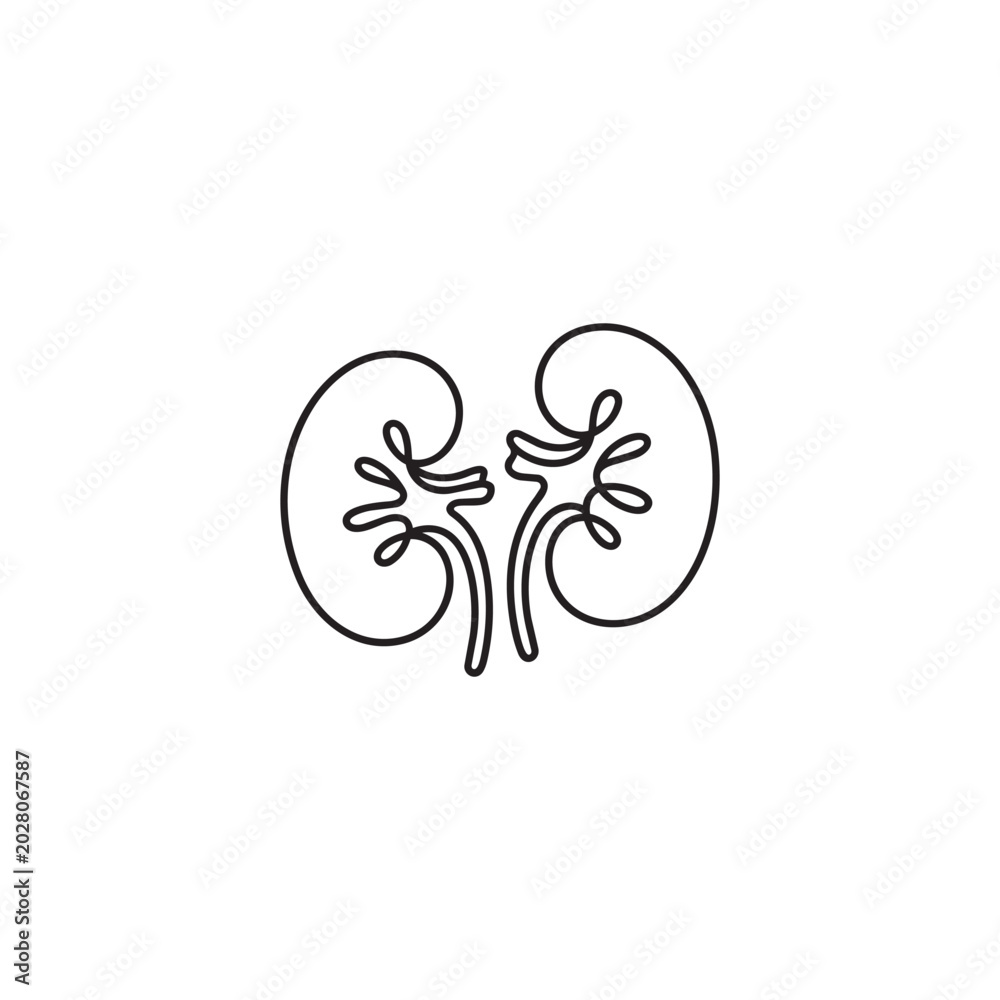 Fototapeta premium Continuous line drawing of human kidneys, minimalist black outline on transparent background.