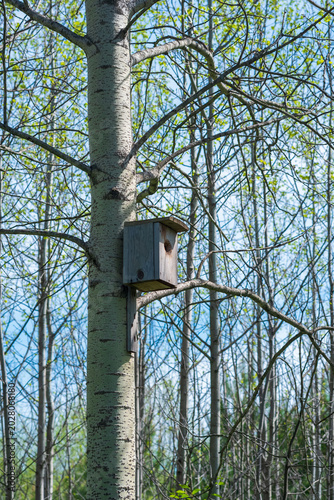 Birdhouse on a tree in the spring forest.