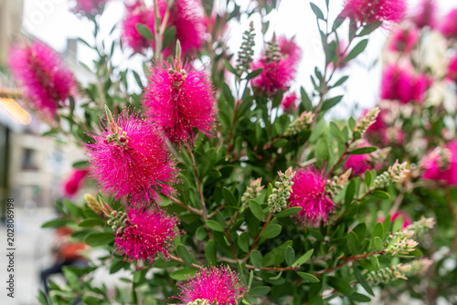 Bild auf Leinwand Pink bottlebrush flowers blooming on a green bush.