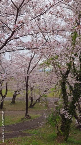 Beautiful cherry blossoms in full bloom along the country park path in Mie Prefecture, Japan, romantic spring season floral scenery panning stock video