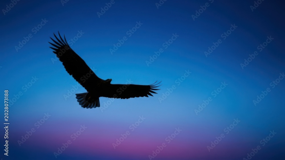 Fototapeta premium A bird in flight against a colorful sky