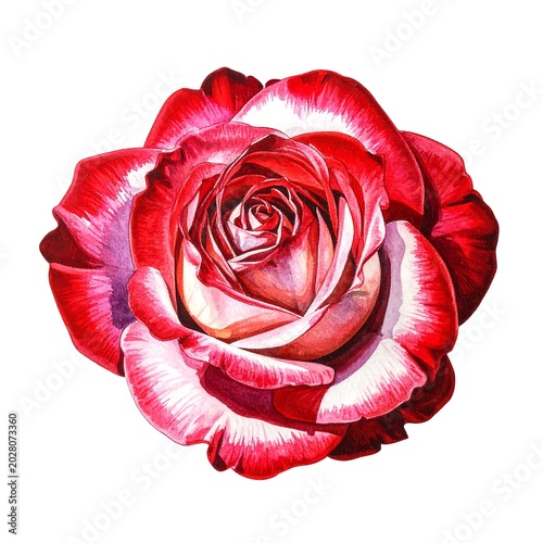 Red and white striped rose watercolor sticker isolated on white background