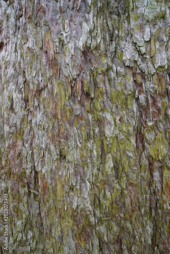 Dark tree bark texture with moss close up