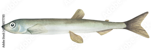 Photos Capelin Fish (Mallotus villosus)