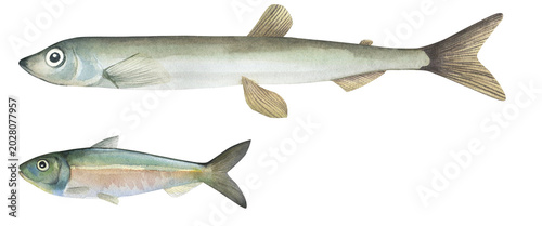 Bild auf Leinwand Capelin (Mallotus villosus) and sprat (Sprattus sprattus)