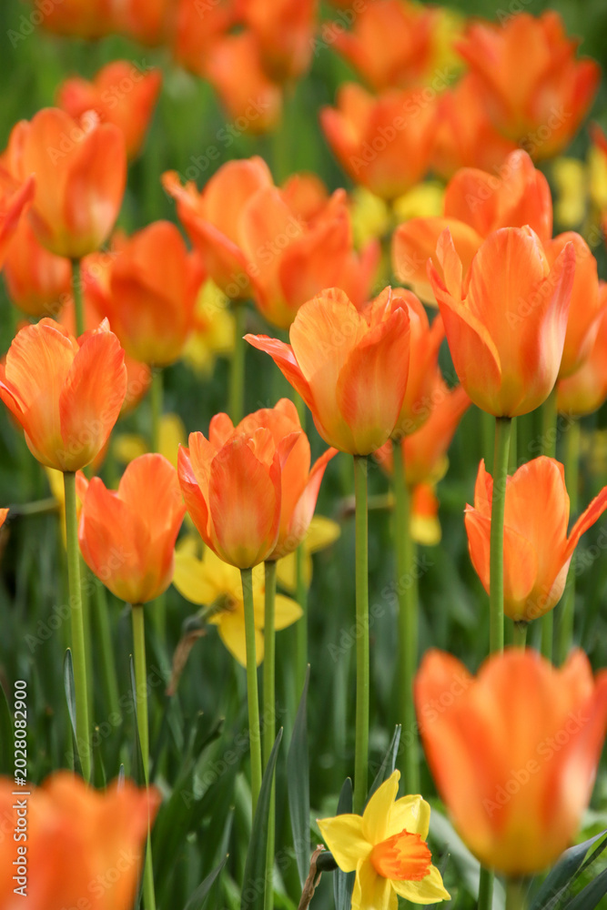 Obraz premium Orange tulips