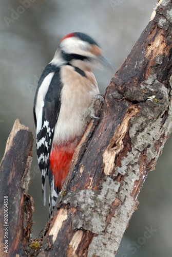 Greater Woodpecker (Picoides major), Schwaz, Tyrol, Austria, Europe