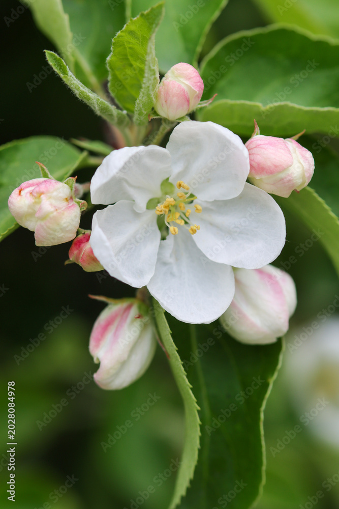 Fototapeta premium apple tree blossom close-up
