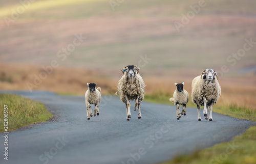 Quadro em tela Two Swaledale ewes and their young lambs running along a quiet rural road in Swaledale, Yorkshire Dales in Springtime