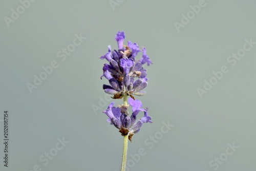 Blüte Lavendel
