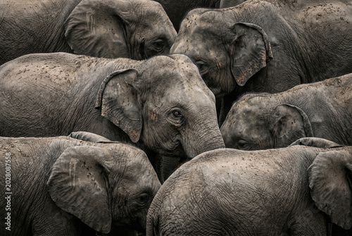 Massive Elephant Gathering