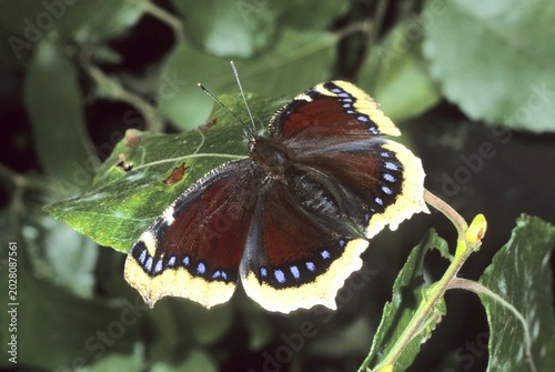 Mourning Cloak (Nymphalis antiopa)