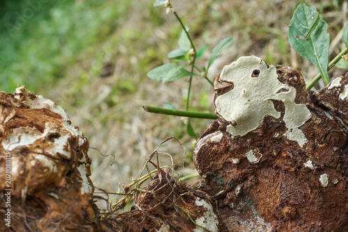 Canvastavla Close-up image of a white and brown bracket fungus or shelf fungus growing on a rotting tree stump in the wild that thrives after rain