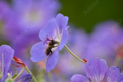 Lila Blume mit Biene