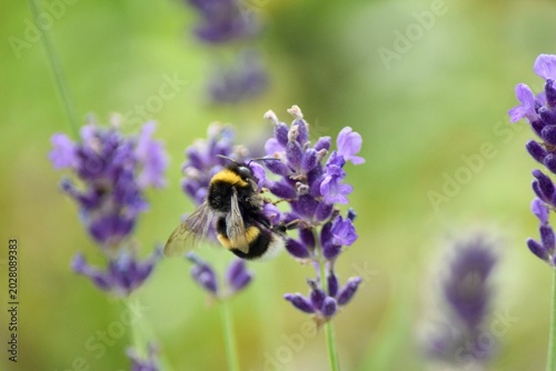 Hummel auf Lavendel