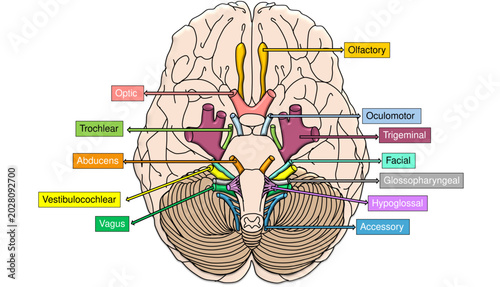 Schilderij op canvas Human Cranial Nerves Anatomy Diagram on Inferior View of Brain Vector with Label