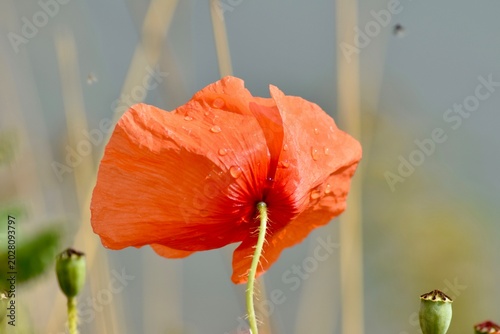 Mohnblume
