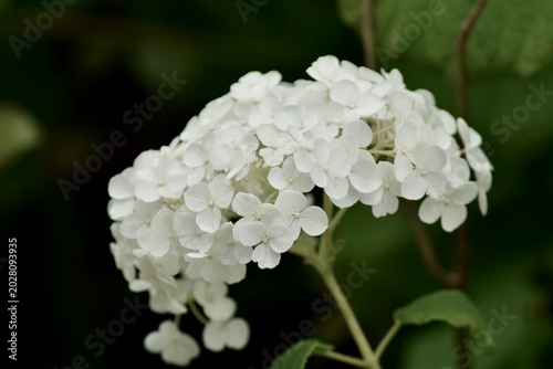 Hortensie