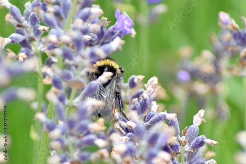 Hummel in Lavendel