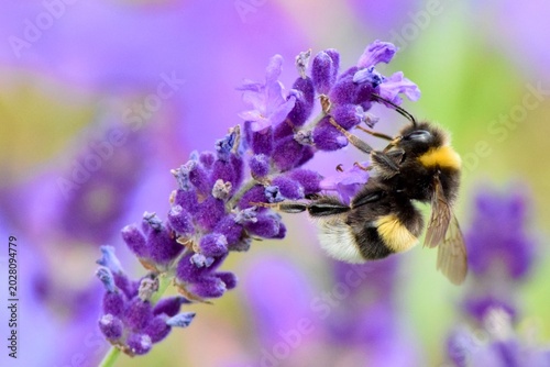 Hummel an Lavendel