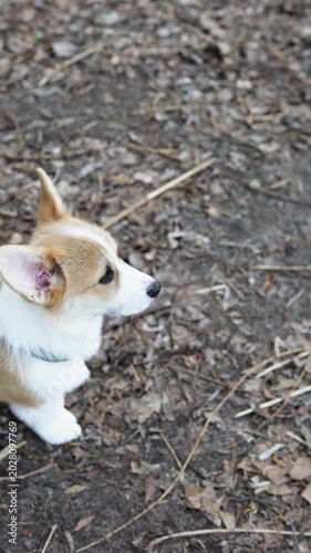 A corgi puppy is walking in the park and enjoying life. Pet concept.